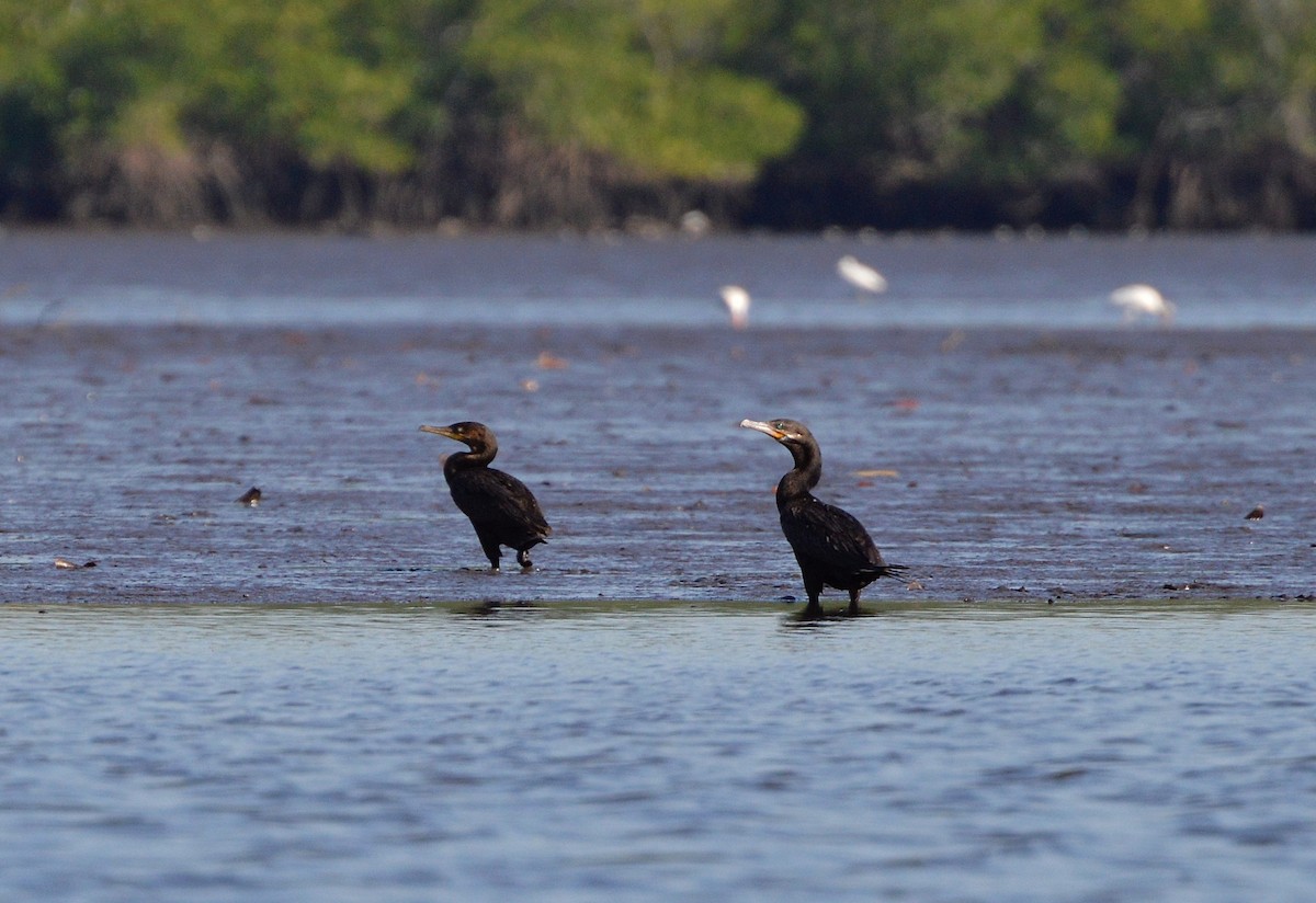 Neotropic Cormorant - ML260554761