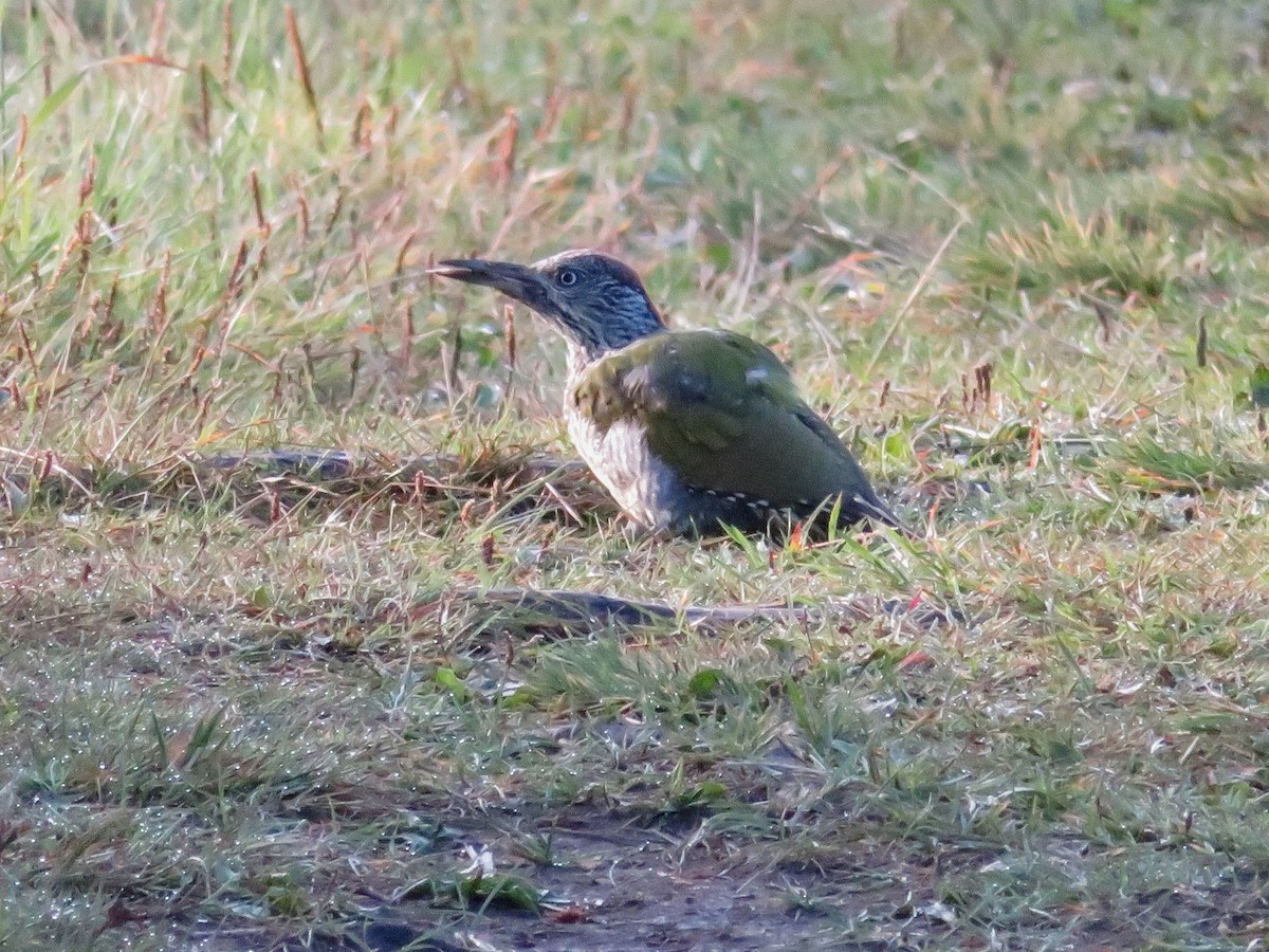 Eurasian Green Woodpecker (Eurasian) - ML260557201