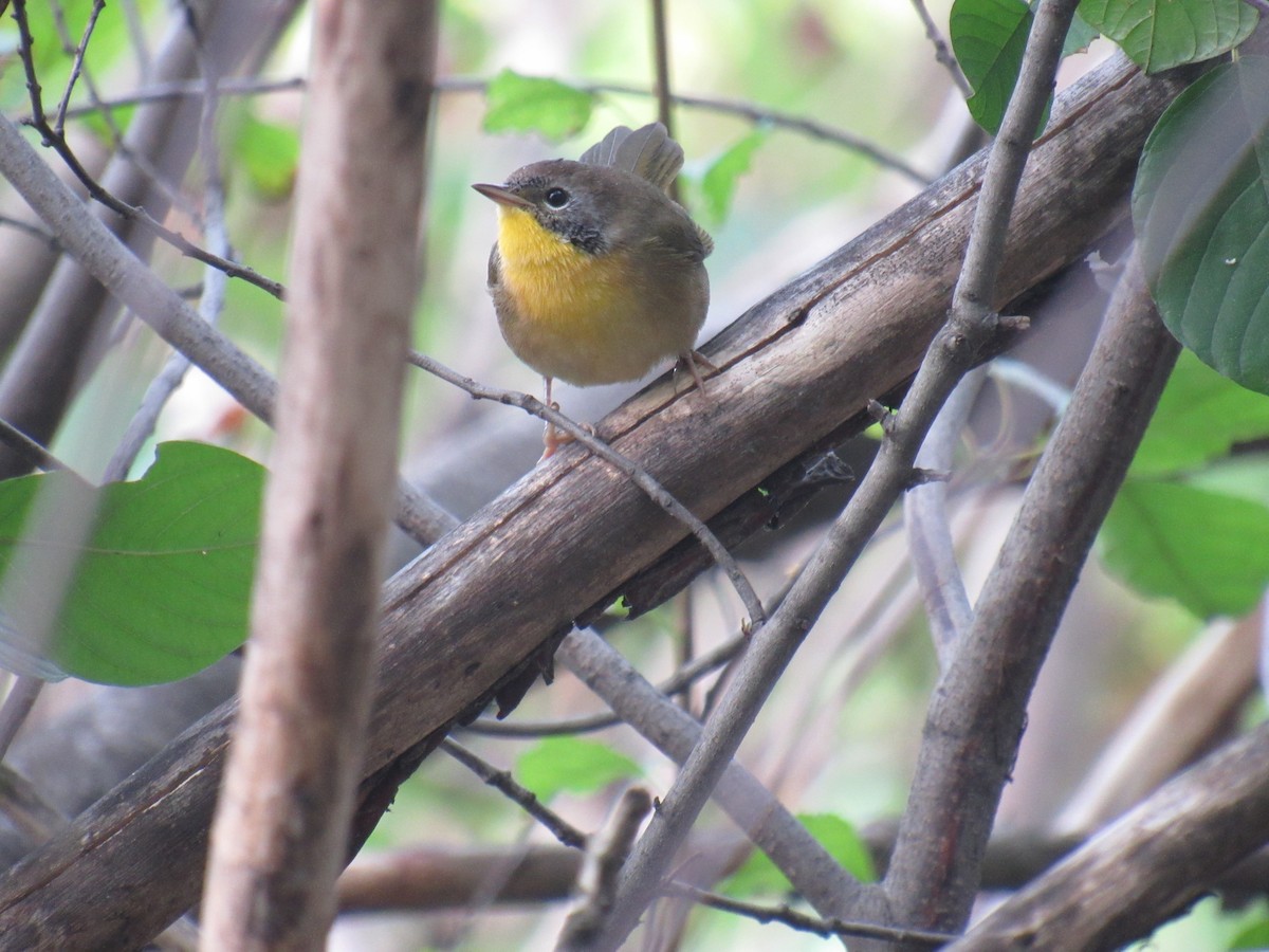 Common Yellowthroat - ML260557241