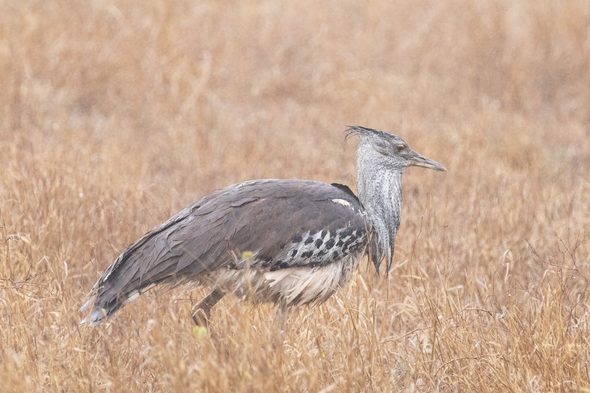 Kori Bustard - ML260559241