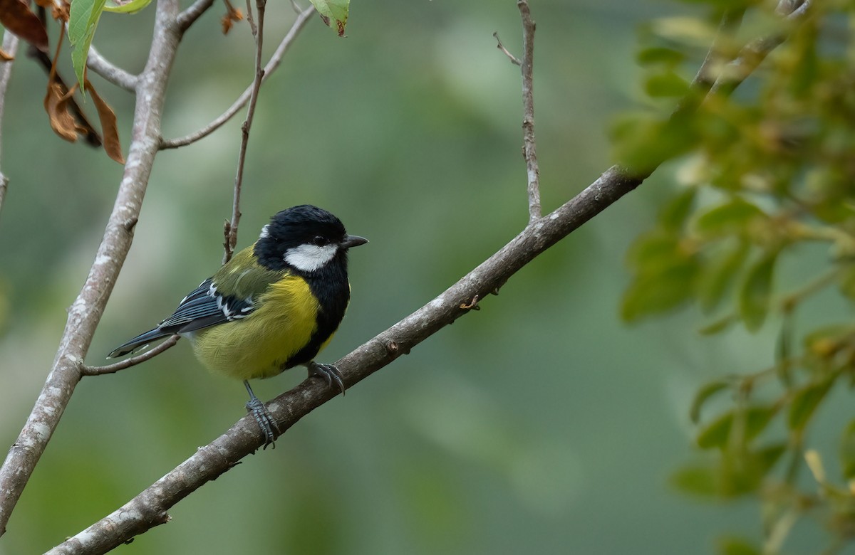 Green-backed Tit - Rui-Yang Ho