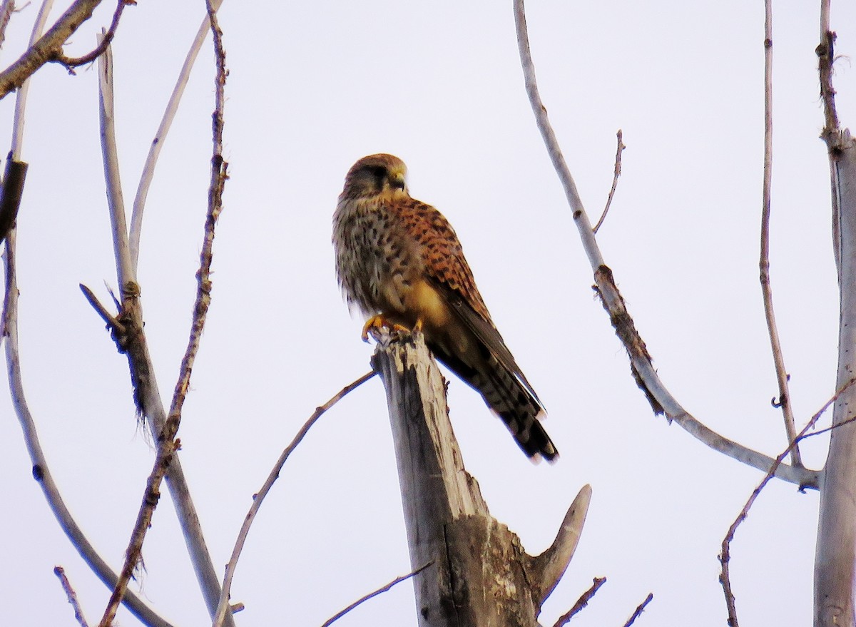 Eurasian Kestrel - ML260559531