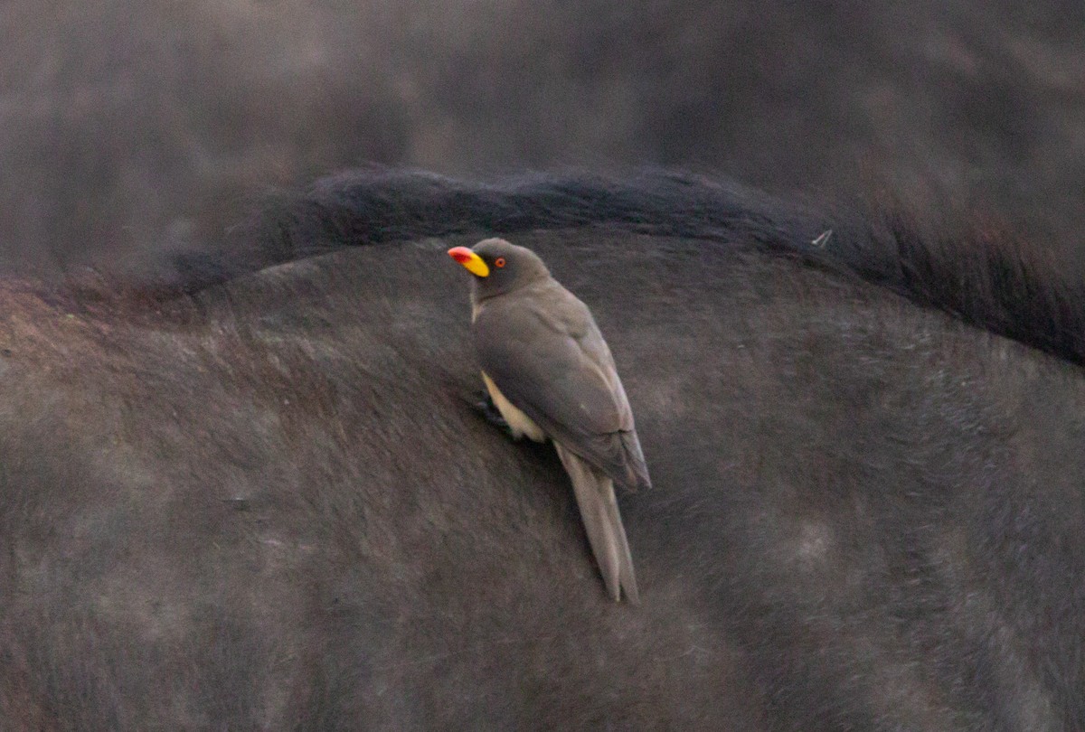 Yellow-billed Oxpecker - ML260559871