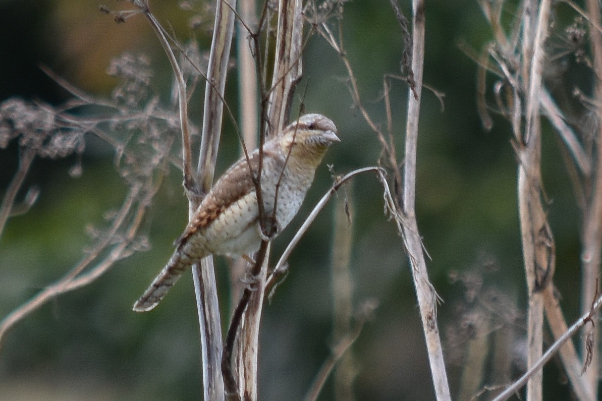 Eurasian Wryneck - ML260560111