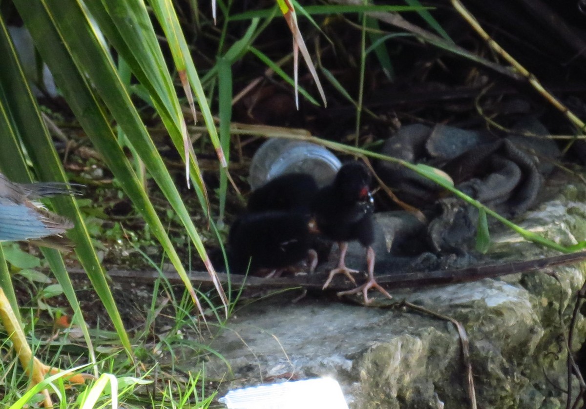 Purple Gallinule - ML260560141