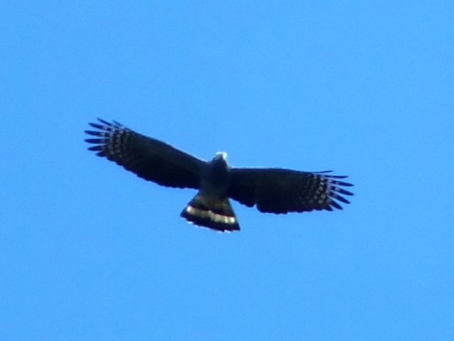 Hook-billed Kite - Jan Meerman