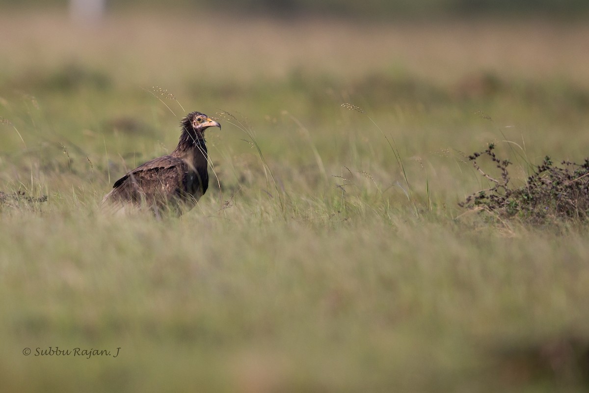 Egyptian Vulture - ML26056141