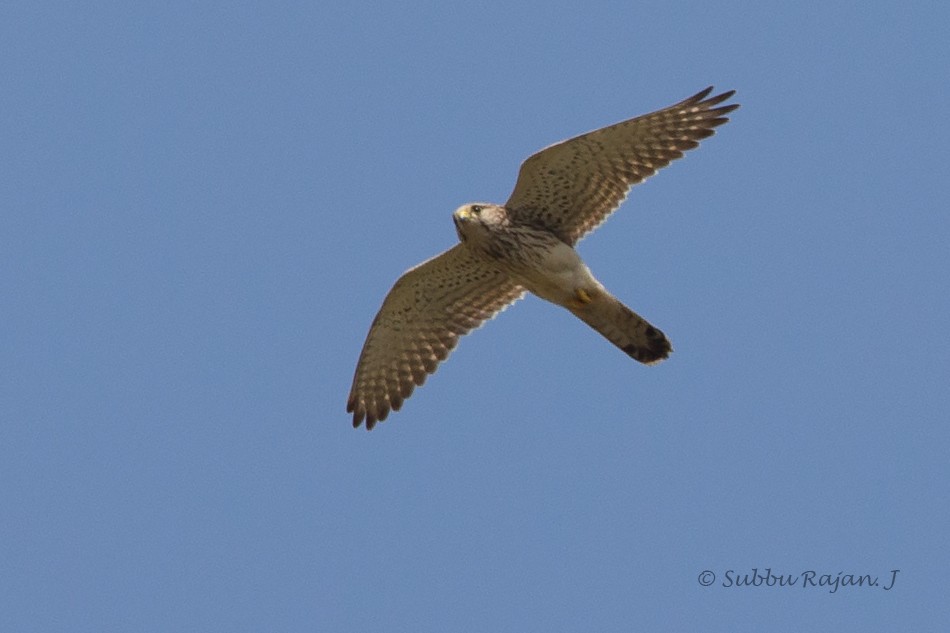 Lesser Kestrel - ML26056161