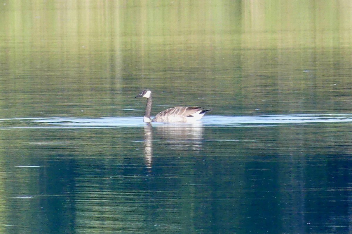 Bernache du Canada - ML260561631