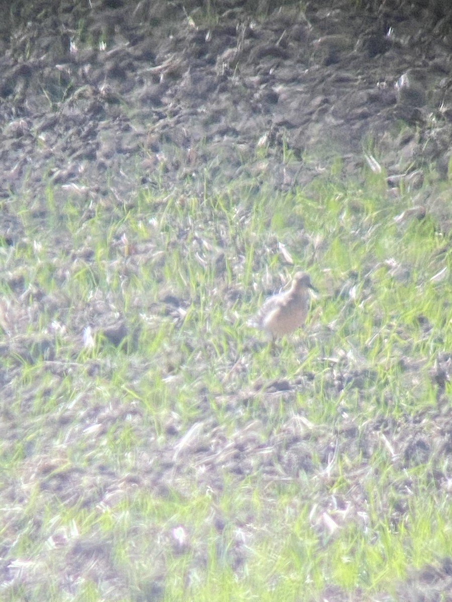 Buff-breasted Sandpiper - ML260561661