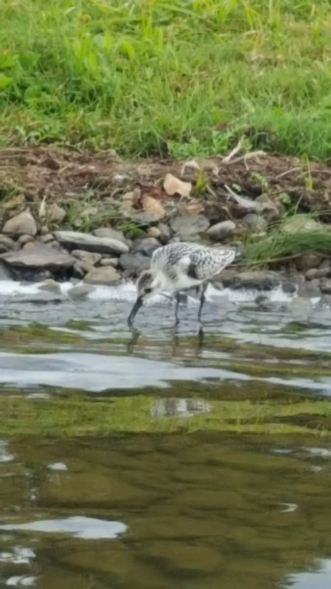 Sanderling - ML260563011