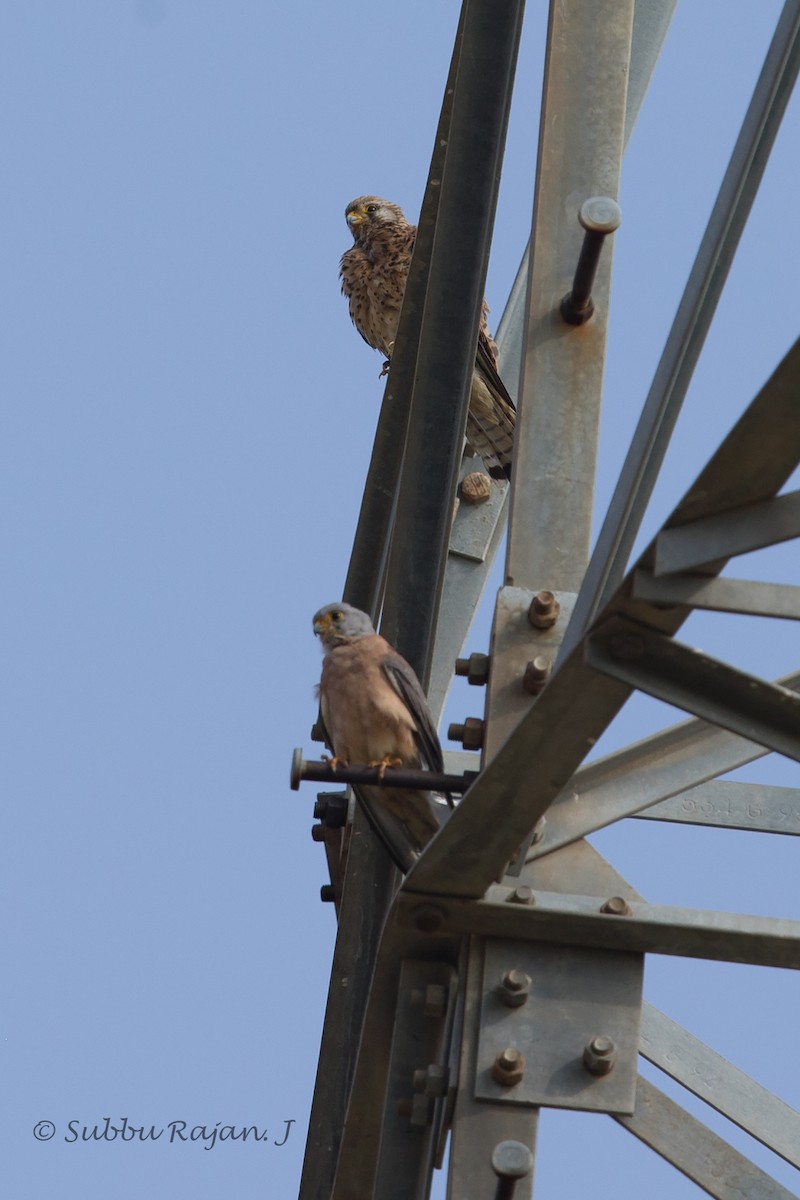 Lesser Kestrel - ML26056351