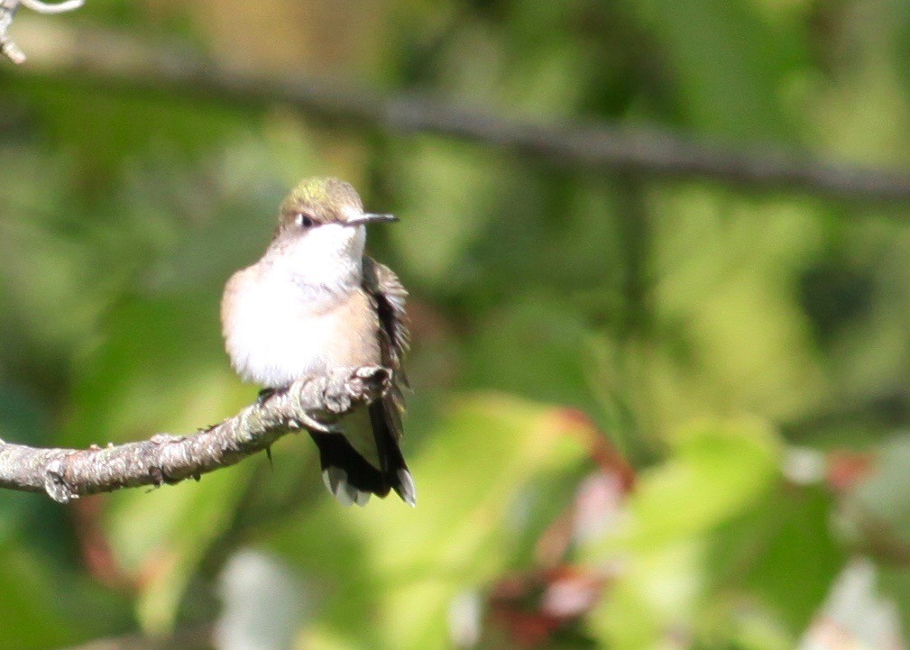 Ruby-throated Hummingbird - Monika Wood
