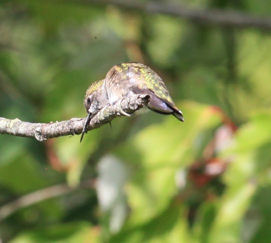 Ruby-throated Hummingbird - ML260563571