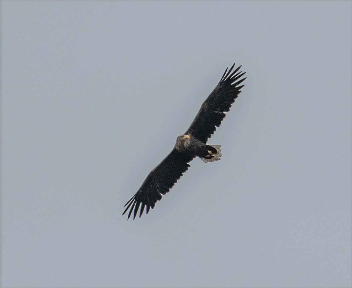 White-tailed Eagle - ML260564031