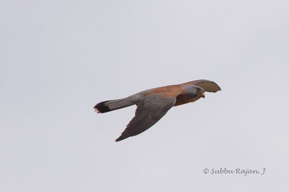 Lesser Kestrel - ML26056521