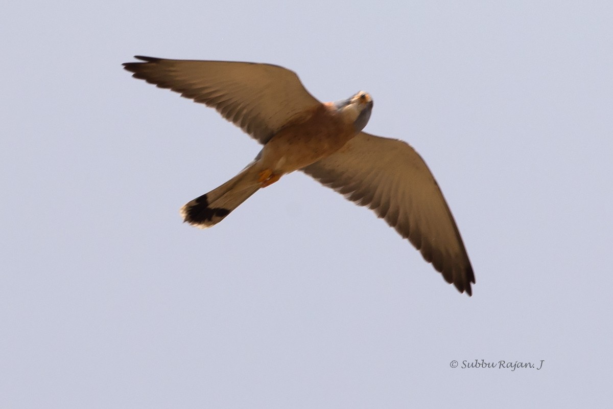 Lesser Kestrel - ML26056571