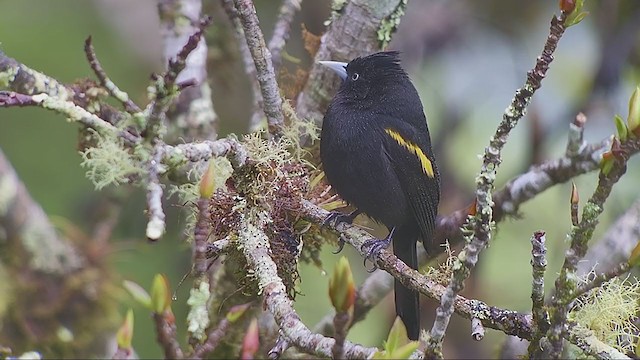 Golden-winged Cacique - ML260566761