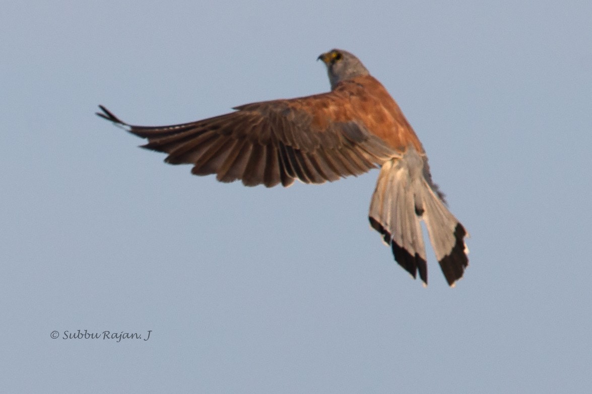 Lesser Kestrel - ML26056741