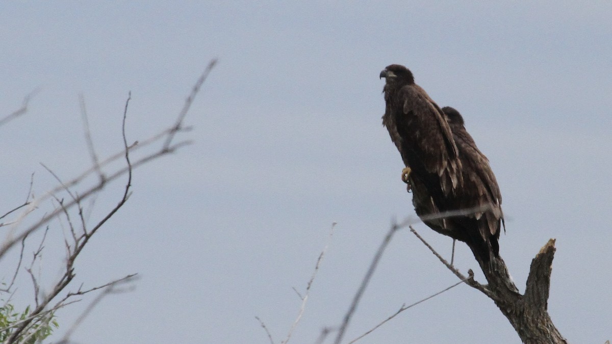 Bald Eagle - Gord Schirlie