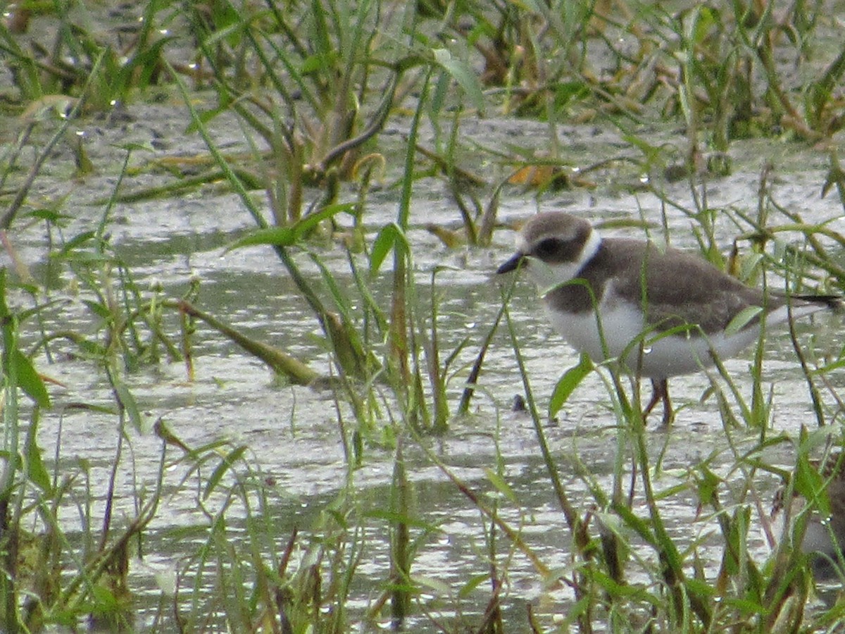Semipalmated Plover - ML260570121