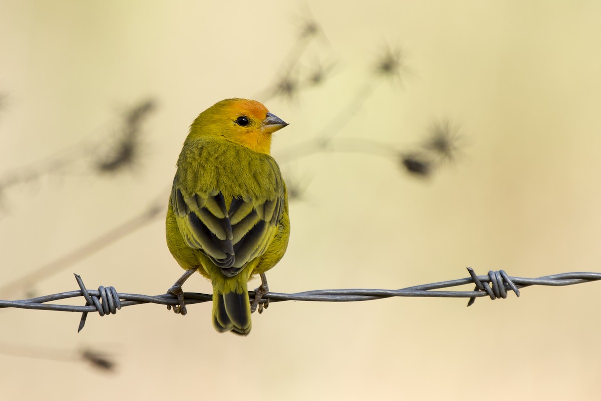 Saffron Finch - Luiz Carlos Ramassotti