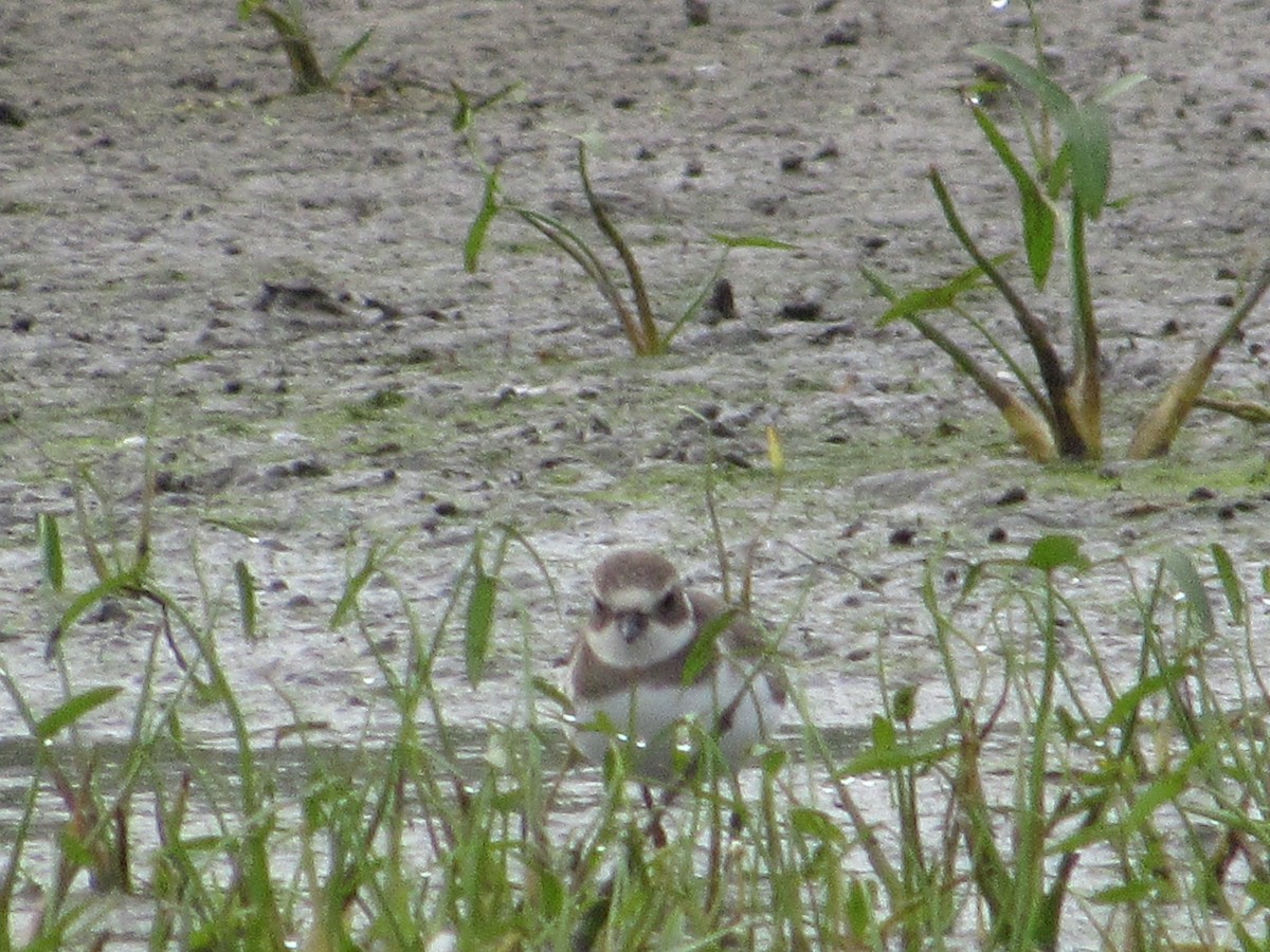Semipalmated Plover - ML260570311