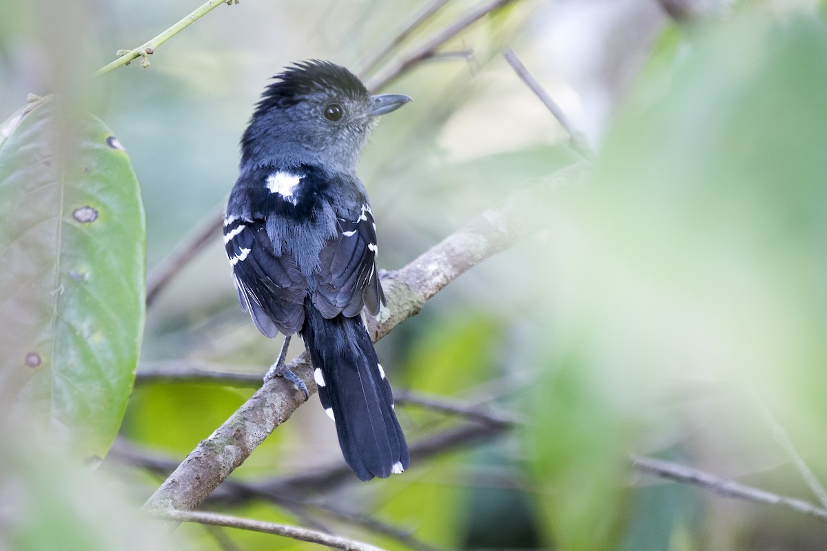 Variable Antshrike - Luiz Carlos Ramassotti