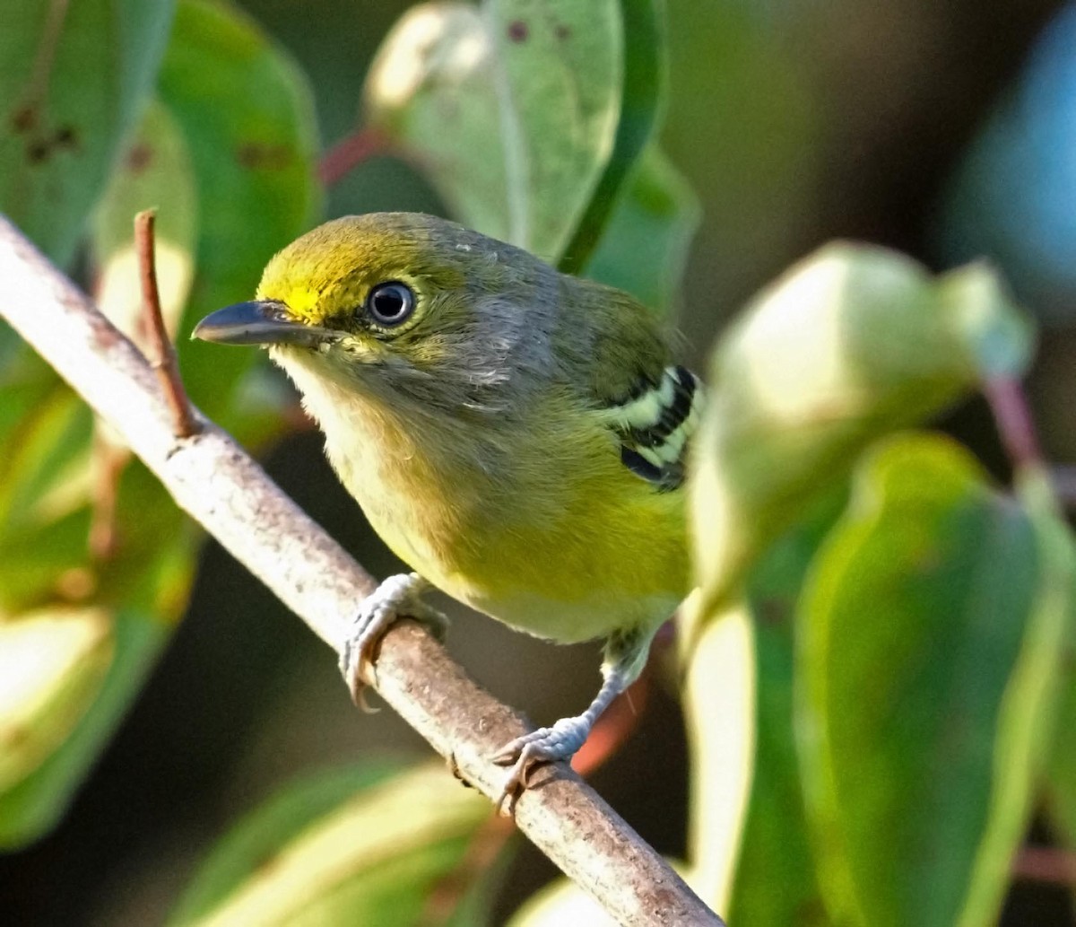 White-eyed Vireo - ML260571411