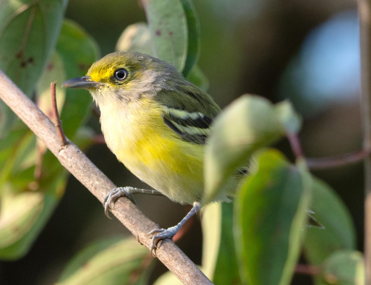 White-eyed Vireo - ML260571431