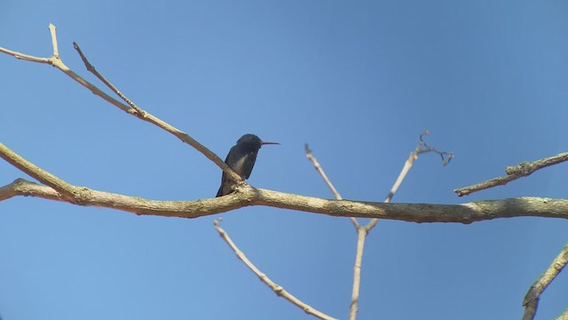 kolibřík safírový - ML260573571