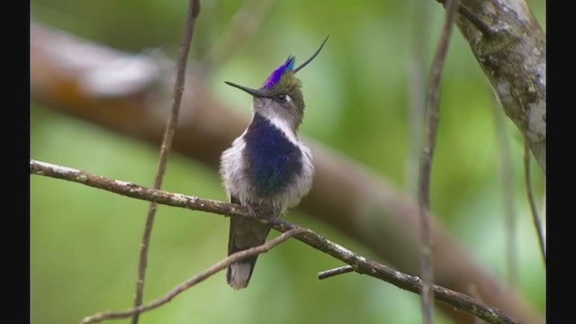 Purple-crowned Plovercrest - ML260574831