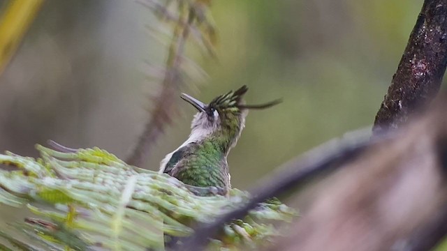 Purple-crowned Plovercrest - ML260574941