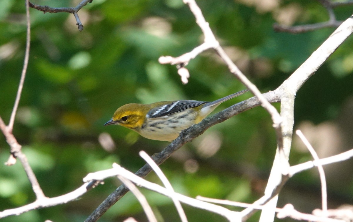 Black-throated Green Warbler - ML260575591
