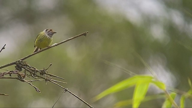 Eared Pygmy-Tyrant - ML260575731