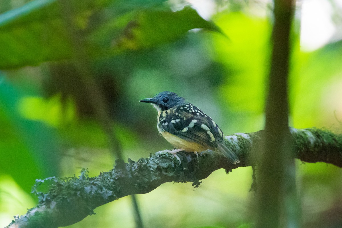 Spot-backed Antbird - ML260575791