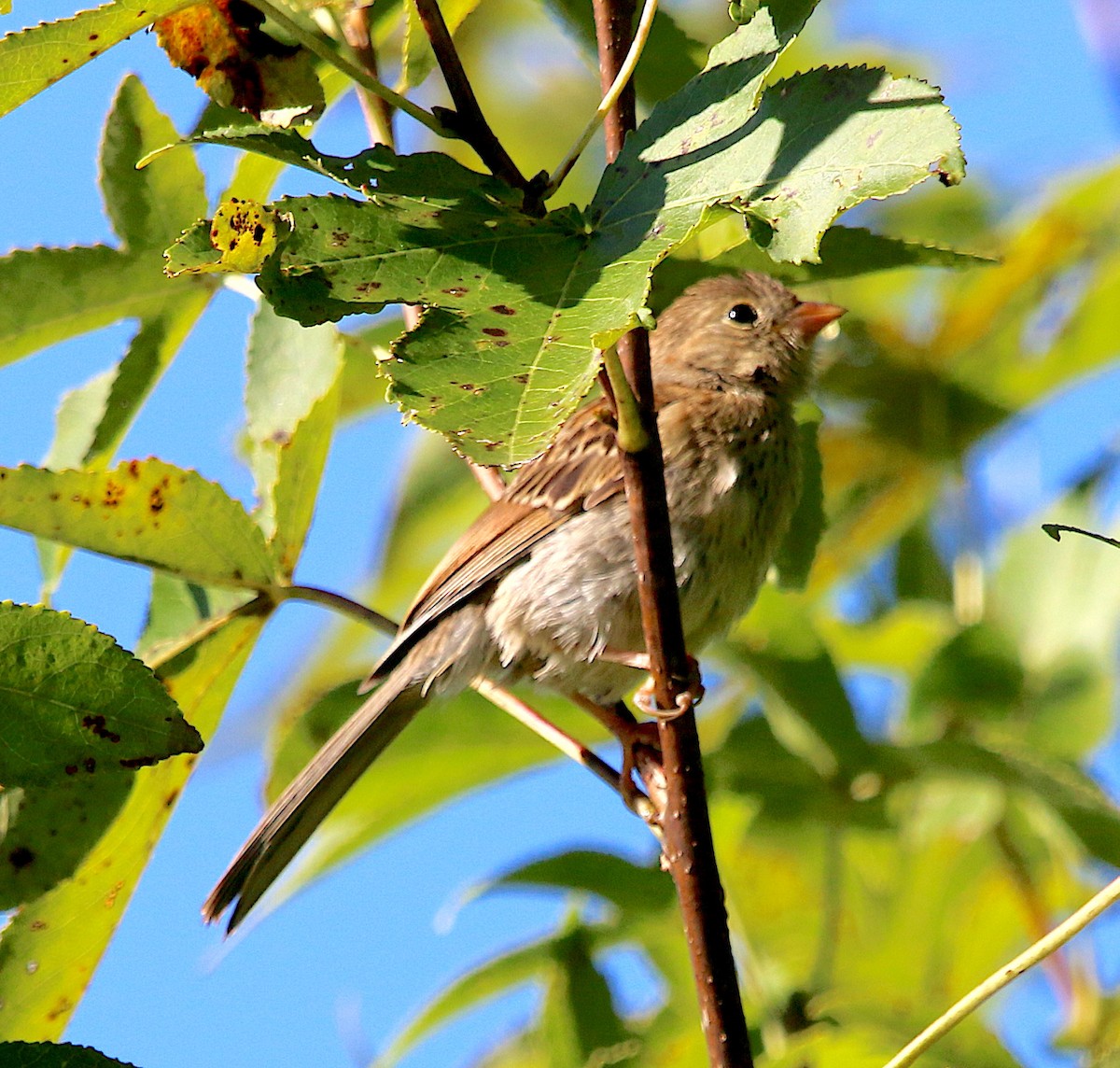 Field Sparrow - ML260576231