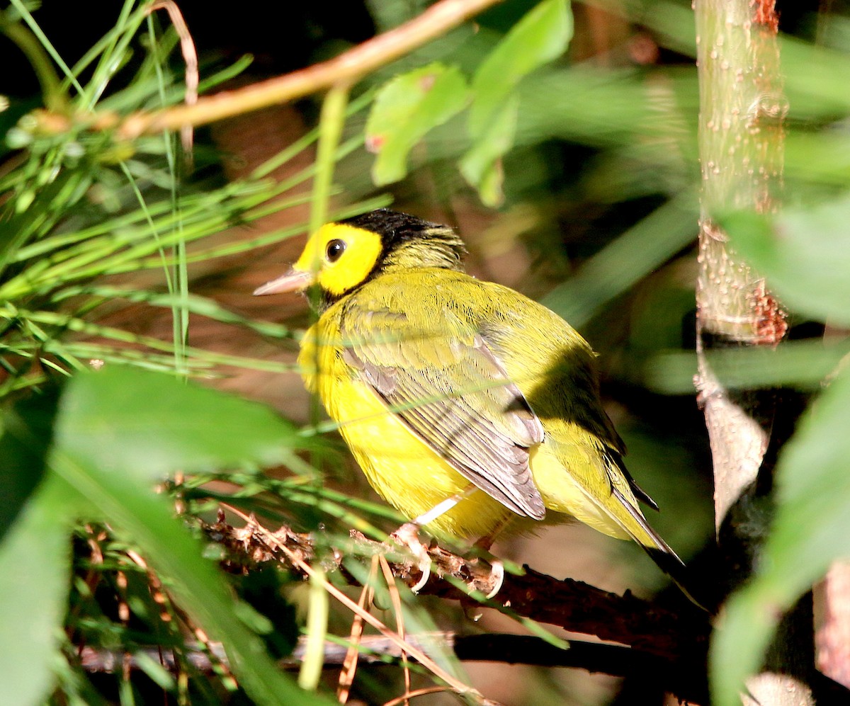 Hooded Warbler - ML260576311