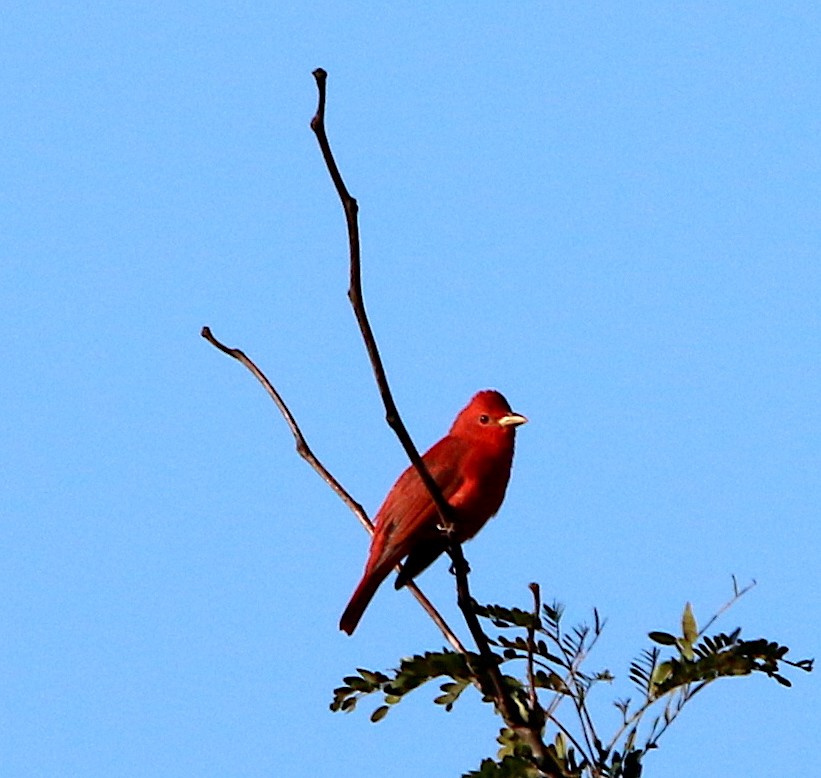 Summer Tanager - ML260576351