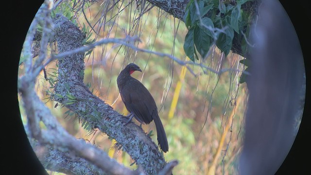 Dusky-legged Guan - ML260580461