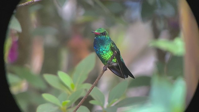 Glittering-bellied Emerald - ML260581021