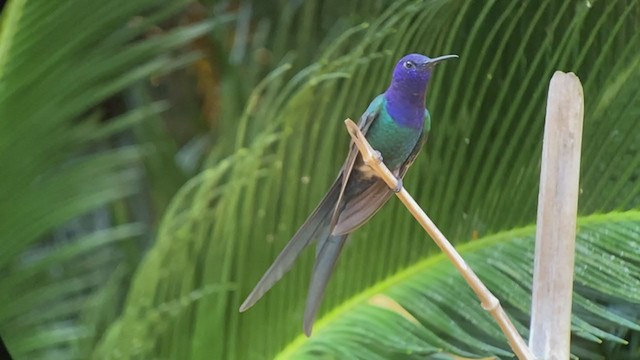 Swallow-tailed Hummingbird - ML260581141