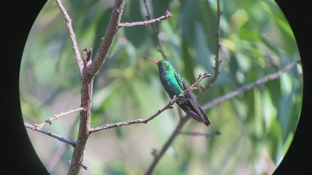 Glittering-bellied Emerald - ML260581431