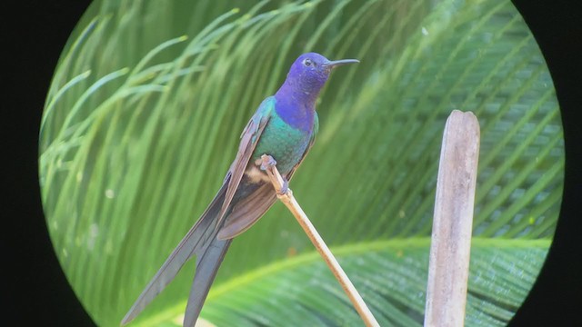Swallow-tailed Hummingbird - ML260581451