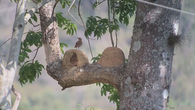 Rufous Hornero - ML260581881