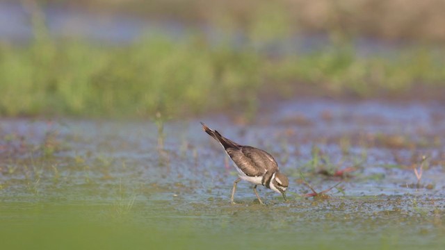 Killdeer - ML260582001