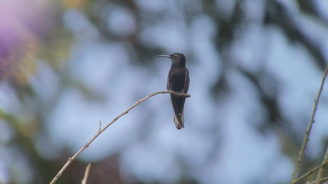 kolibřík černobílý - ML260583251
