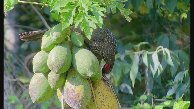 Dusky-legged Guan - ML260583261