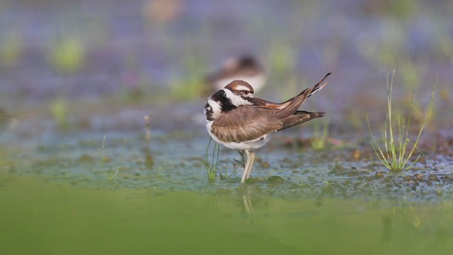 Killdeer - ML260583281