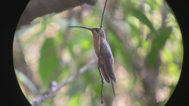 Planalto Hermit - ML260583411